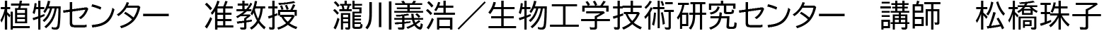 植物センター准教授瀧川義浩
生物工学技術研究センター講師松橋珠子